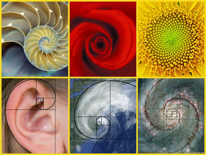 Tỷ lệ vàng Fibonacci